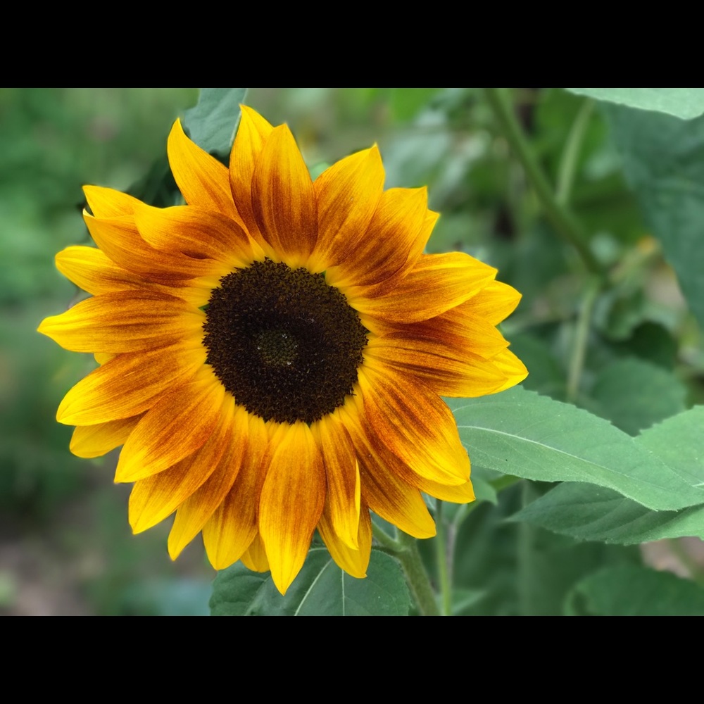 Meet your Posher, Crystsl